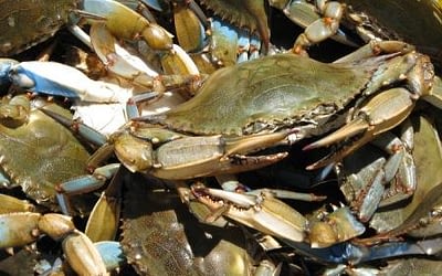 What are Blue Crabs?