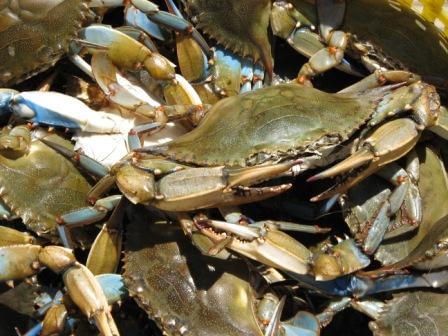 What are Blue Crabs?